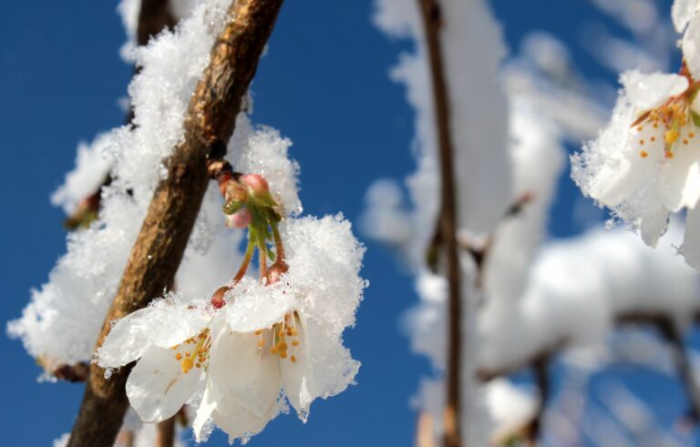 В Украину на выходных придут сильные заморозки: синоптики предупредили о непогоде перед Пасхой   - today.ua