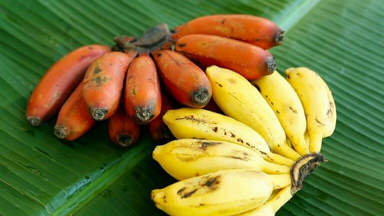 Ученые рассказали, какие бананы нельзя давать детям - today.ua