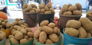 В Украине начался стремительный рост цен на картофель: появились прогнозы по дальнейшей стоимости этого овоща - today.ua
