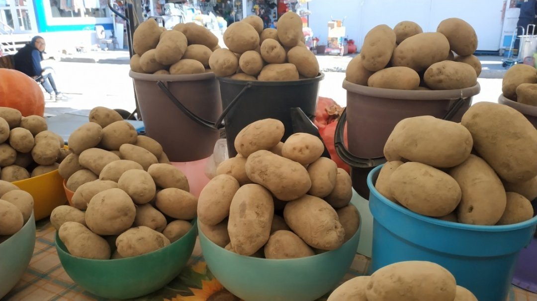 В Україні знижується ціна на картоплю