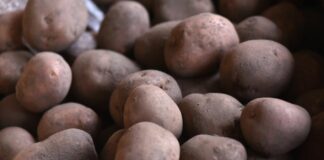 В Україні знижується ціна на картоплю - today.ua