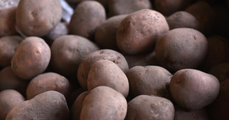 В Украине снижается цена на картофель - today.ua