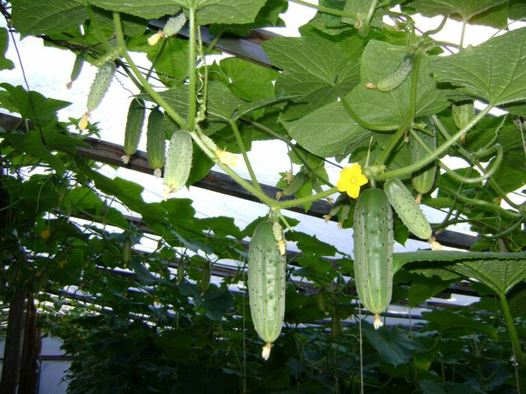 Як збільшити врожай огірків: досвідчені городники розкрили хитрість - today.ua