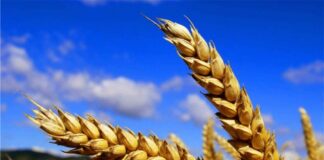 Кому продали українську пшеницю: наша країна опинилася в п'ятірці лідерів з експорту зерна - today.ua