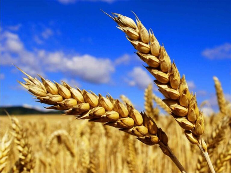 Кому продали українську пшеницю: наша країна опинилася в п'ятірці лідерів з експорту зерна - today.ua
