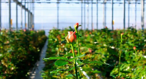 В Україні введуть податок на квіти: коли і на скільки подорожчають імпортні троянди