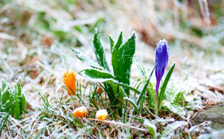 Синоптики предупредили украинцев о заморозках в апреле: сколько продлится непогода - today.ua
