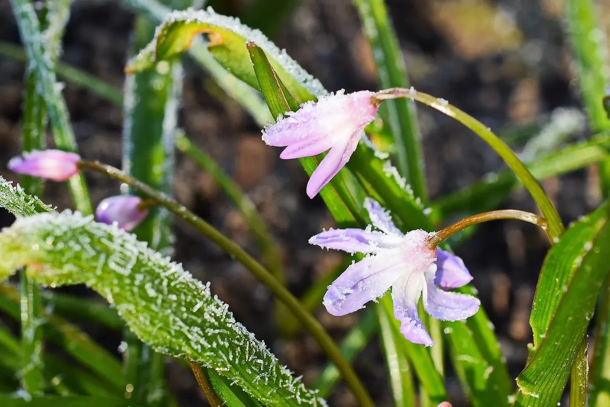 В Украину возвращаются заморозки до -4: ГСЧС предупреждает об ухудшении погоды