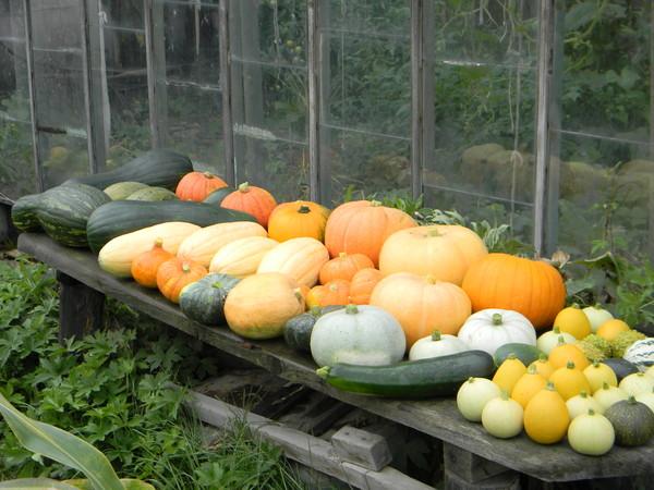 Правила выращивания кабачков и тыквы: полив и удобрения - Today.ua
