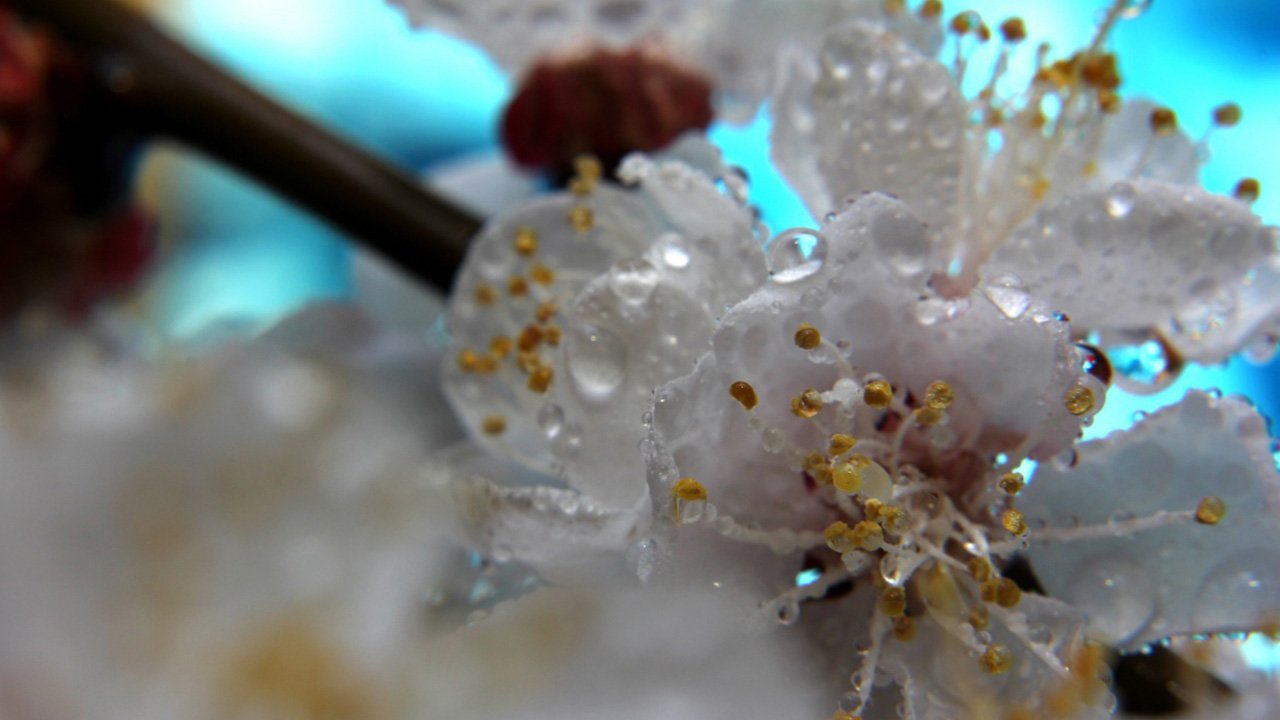 Заморозки і зливи з градом: синоптики попередили про різке погіршення погоди до кінця тижня