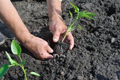 Как правильно высаживать рассаду перцев в огород: правила ухода за растениями   