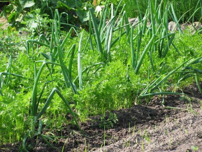 Как выращивать укроп на огороде, чтобы он был вкусным и дал хороший урожай  