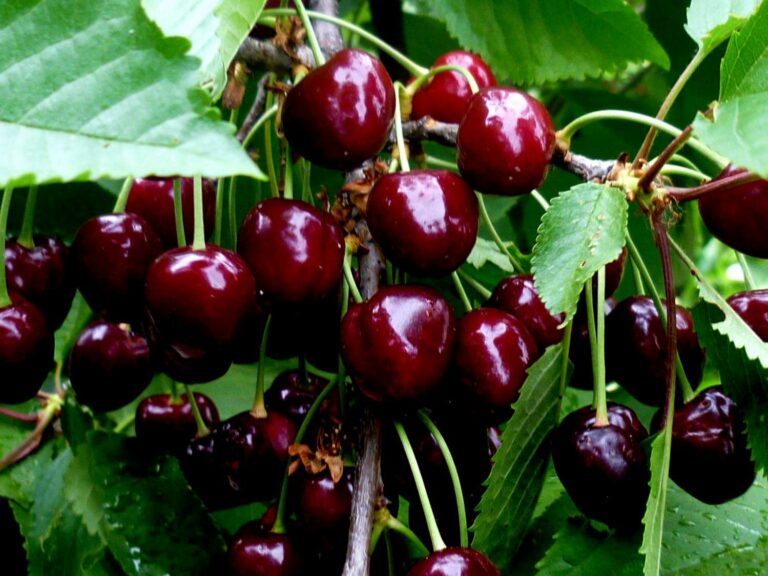 Украинские садоводы вырастили гигантскую черешню: четыре ягоды весят почти 100 граммов - today.ua