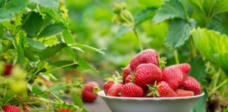 В Україні стрімко падають ціни на полуницю: ягоди вже дешевші, ніж торік - today.ua