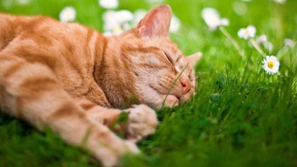 В Україну прийдуть тепло і дощі: синоптики потішили прогнозом погоди