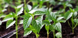 Як правильно висаджувати розсаду перців у землю: правила догляду за рослинами - today.ua