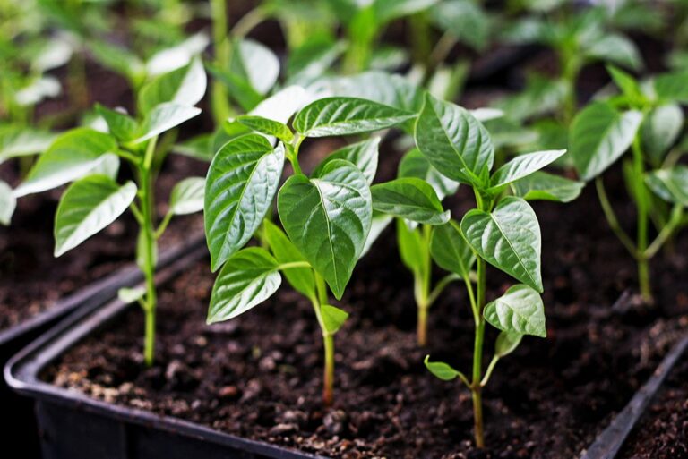 Как правильно высаживать рассаду перцев в огород: правила ухода за растениями    - today.ua