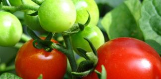 Помидоры будут крупными и вкусными: лучшие подкормки для домашних томатов - today.ua