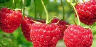 В Україні подорожчала малина: ягода коштуватиме в чотири рази більше, ніж в минулому році - today.ua