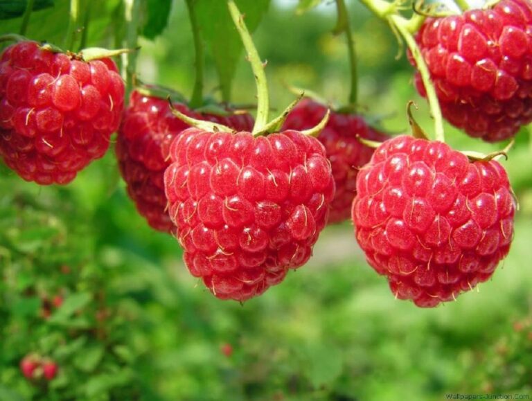 В Украине подорожала малина: ягода будет стоить в четыре раза больше, чем в прошлом году - today.ua
