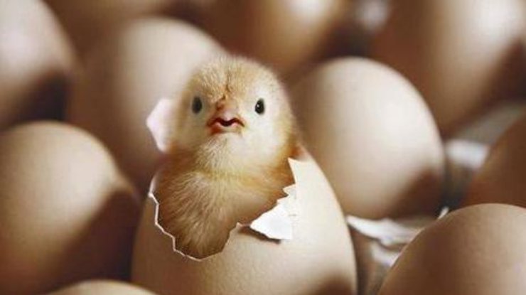 В Україні скоротилося виробництво яєць: підприємства птахівництва масово закриваються
