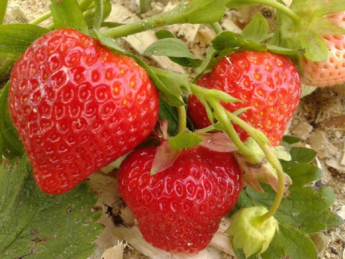 Клубника будет крупной и сладкой: пять самых простых средств позволят собрать отличные урожаи ягод