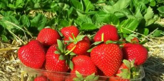 В Украине подешевела клубника: цены на ягоду упали более чем в два раза - today.ua