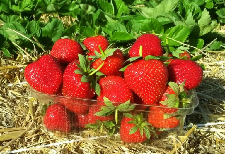 В Україні подешевшала полуниця: ціни на ягоду впали більш ніж вдвічі - today.ua