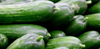 В Україні подорожчали огірки і кабачки: що буде з цінами на сезонні овочі до кінця червня - today.ua