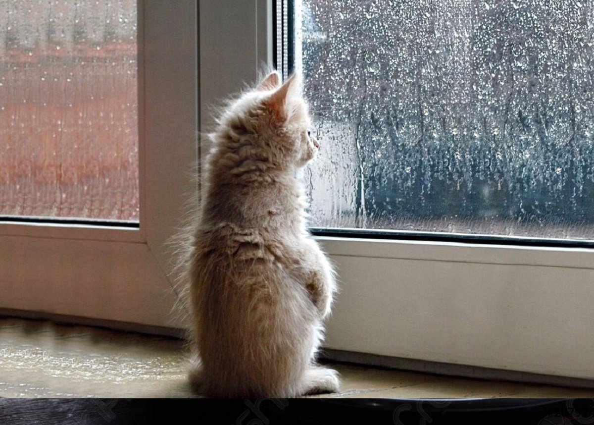 На выходных Украину зальет дождями: в каких областях ситуация может быть критической