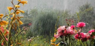 В Україну повернеться похолодання і дощі з грозами: синоптики прогнозують негоду на найближчий тиждень - today.ua