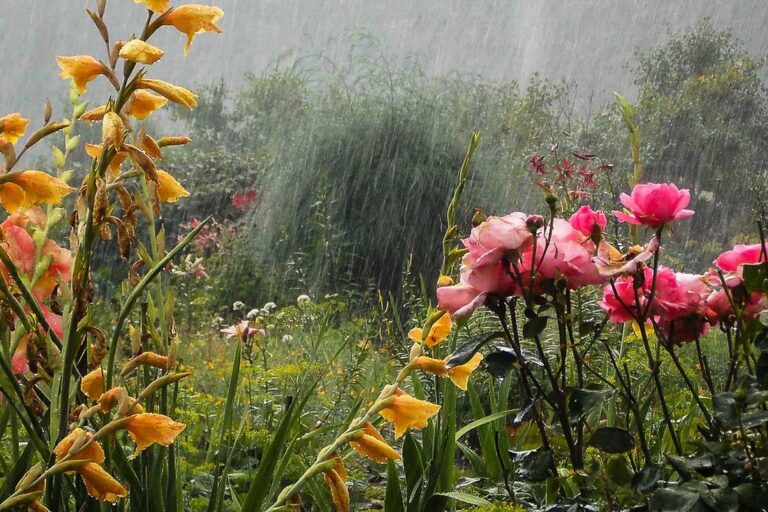 В Україну повернеться похолодання і дощі з грозами: синоптики прогнозують негоду на найближчий тиждень - today.ua