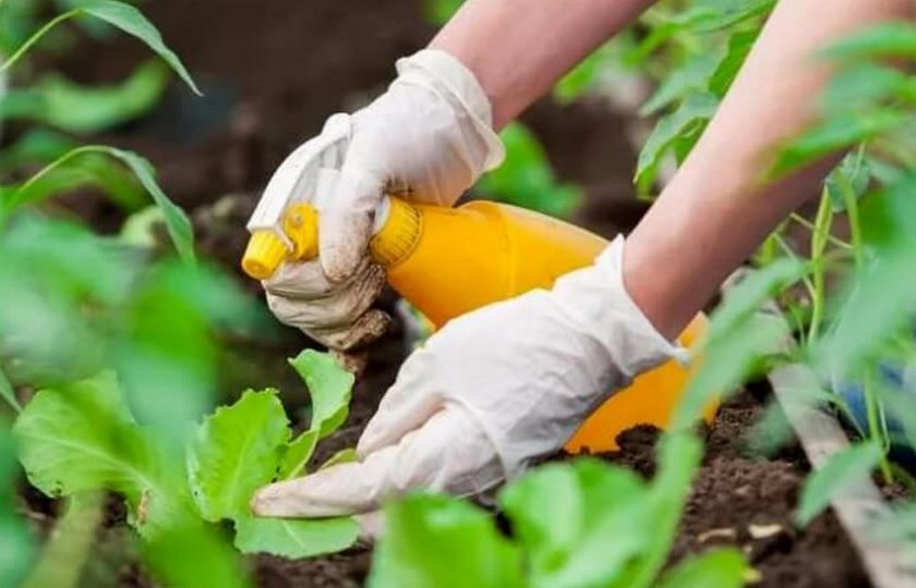 Как правильно выращивать капусту, чтобы уберечь урожай от вредителей  