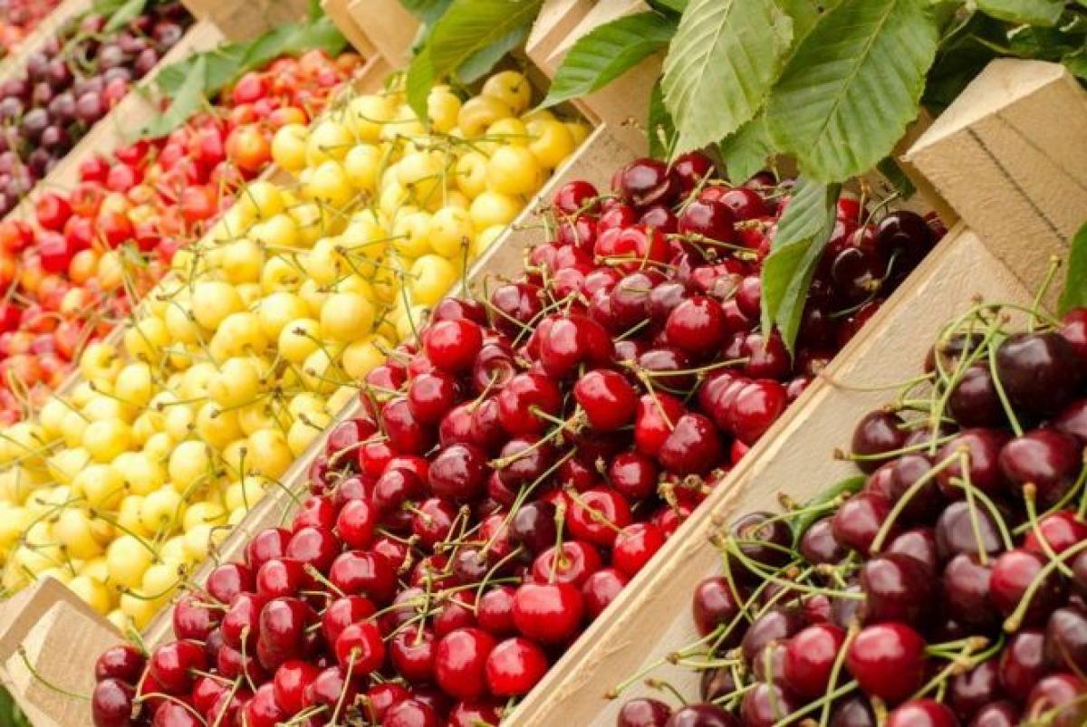 В Украине открыли сезон сбора отечественной черешни: цены на ягоду обвалились