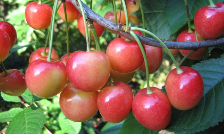 В Україні відкрили сезон збору вітчизняної черешні: ціни на ягоду обвалилися - today.ua