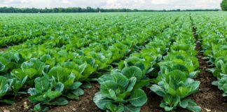 Як правильно вирощувати капусту, щоб уберегти врожай від шкідників - today.ua