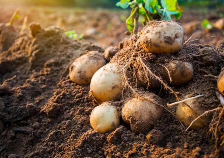 Чим підживити картоплю у червні, щоб вона порадувала огрядними бульбами восени - today.ua