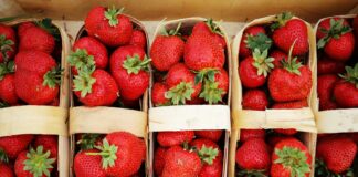 В Україні почали опускатися ціни на полуницю: на скільки подешевшає ягода до кінця сезону - today.ua