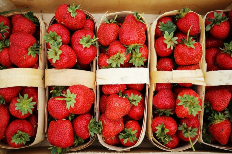 В Україні почали опускатися ціни на полуницю: на скільки подешевшає ягода до кінця сезону - today.ua