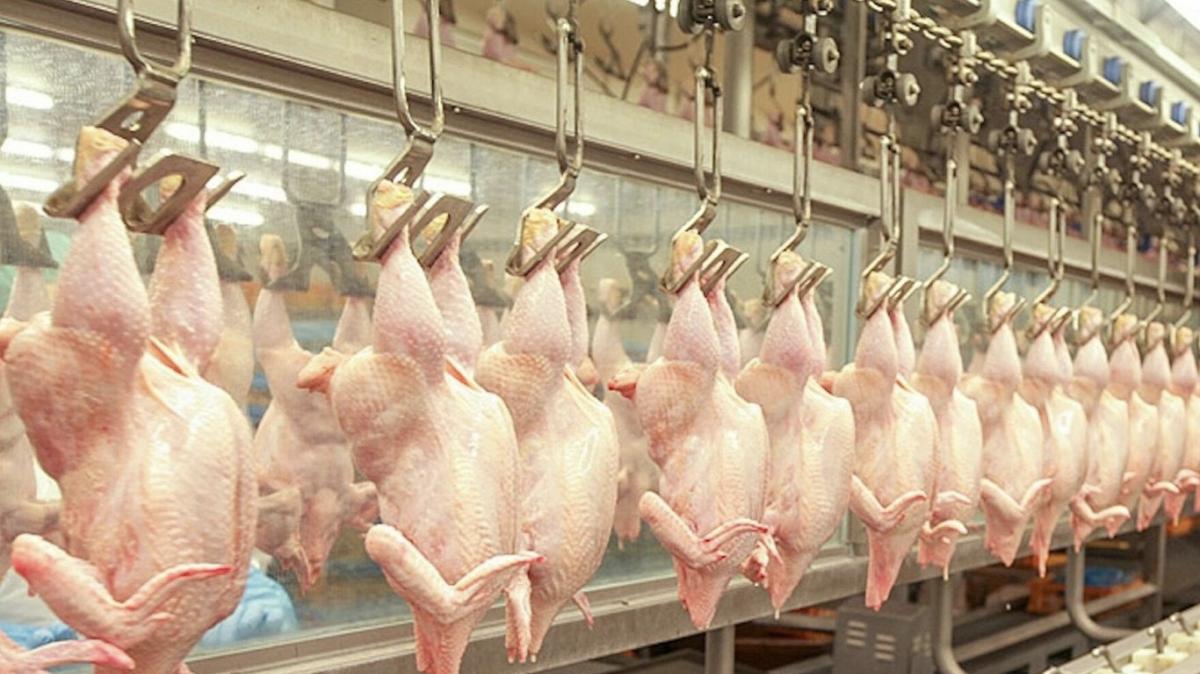 В Украине обнаружили польскую курятину с сальмонеллой