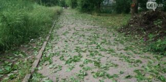 В Украине опадают листья на плодовых деревьях: специалисты рассказали, что будет с урожаем - today.ua