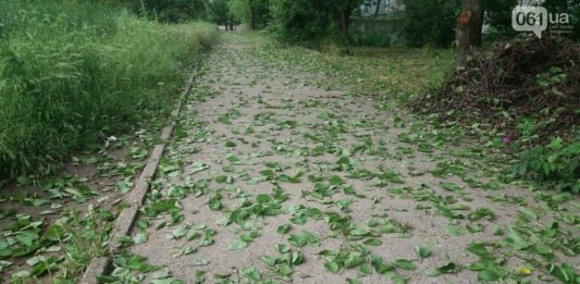 В Україні опадає листя на плодових деревах: фахівці розповіли, що буде з урожаєм - today.ua