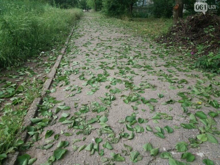 В Украине опадают листья на плодовых деревьях: специалисты рассказали, что будет с урожаем - today.ua