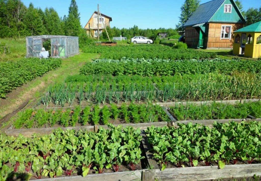 Огурцы, кабачки, горох: какие овощи можно посеять на огороде в начале июля
