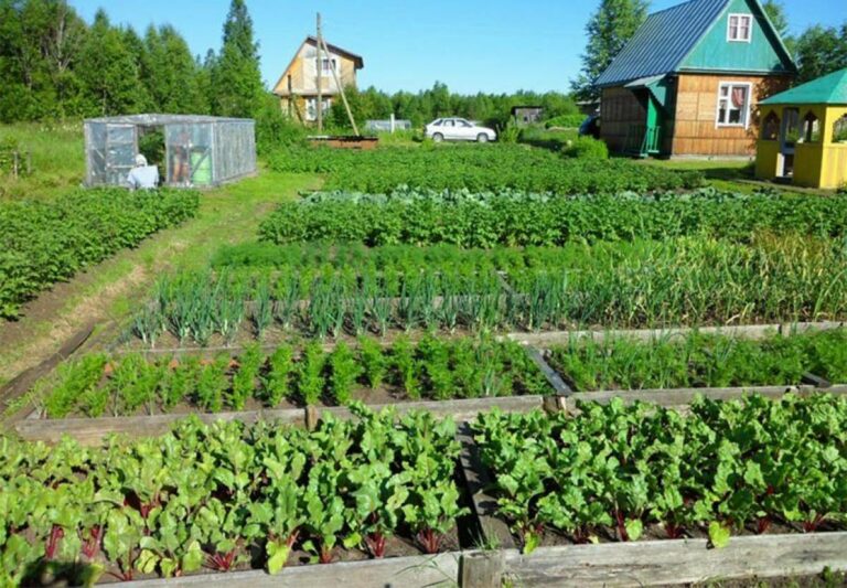 Кто не успел, тот не опоздал: что можно сажать и сеять на огороде в июне - today.ua