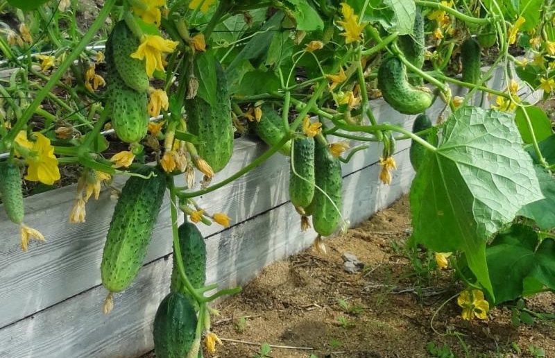 Чому зав'язь огірків починає опадати: поради городникам з порятунку врожаю
