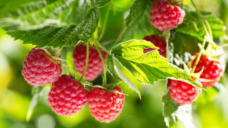Цены на малину: где лучше покупать ягоду, чтобы не переплатить - today.ua