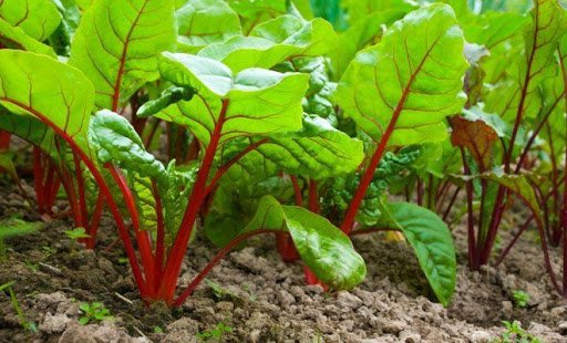 Які овочі можна садити на дачі в червні: поради городникам