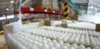 В Украине стремительно дорожают яйца: цены вскоре достигнут максимума  - today.ua