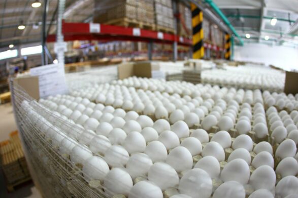 В Украине сократилось производство яиц: предприятия птицеводства массово закрываются   - today.ua